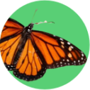 Borboleta