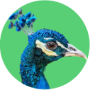 Pavão