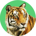 Tigre
